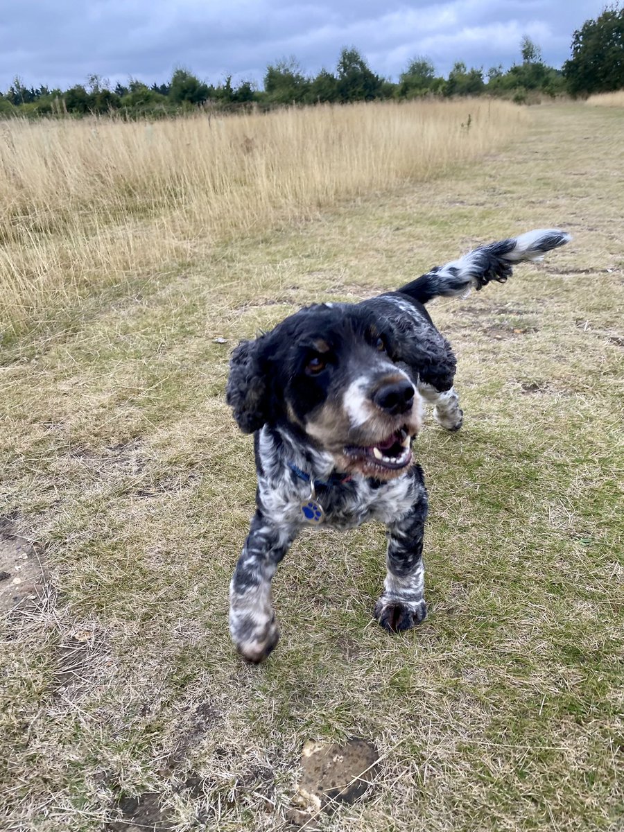 Walking-n-Wagging 🐾🐾 tweet media