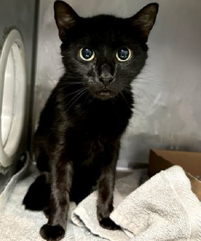 JLthekid9999's tweet photo. ππ SIMBA, 7 YO, FEMALE β IN MANHATTAN ACC - came into the shelter as an owner surrender on 7/6/2024, with the surrender reason stated as person circumstance- moving - out of country. ππ πΏ πΏ πΏ πΏ
β‘οΈTBD 9/7/24
β‘οΈ NEW HOPE RESCUE ONLY
β‘οΈ TOO LOW ON PLEDGES β 8 TIMES ON EPL AND THAN $500 IN PLEDGESπππ
β‘οΈππ 8 TH Chance on Emergency Placement List β HIGHLY UNUSUAL AND SHELTER AT CAPACITY- NOW IS THE TIME TO ACT/HELP SIMBA - HIGHEST EU/SILENT KILL RISKβππ π±π₯π₯π±
β‘οΈ 62 DAYS IN SHELTER
β‘οΈ SIMBA IS ON THE EPL FOR BEHAVIORAL REASONS β She is not thriving in the care center and continues to display distance-increasing behavior when approached for interactions. She has not warmed up despite staff using treats to build a positive association. Due to her stress levels, it is in her best interest to move out of the kennel environment and into a stable home as quickly as possible. She would do best in a home with adopters who are willing to give her plenty of time and space to adjust, and who have experience with helping a fearful cat adjust to strangers.ππΏππΏ
SIMBA is displaying behaviors that preclude placement in the adoptions room and/or may require further investigation before placement in a home. She has tried to swat/is extremely fearful in the shelter environment and does not currently tolerate petting or handling. The behavior department feels that placement with a New Hope Partner is the best option at this time. This designation often means the cat is given little time for rescue/foster/adoption. π₯π₯π₯π₯
NEEDS OUT OF SHELTER ASAP β
Please RT or pledge, if you can, to save this little one.
@AdamsPaulGrimke
@Love_Cats_One
ππΏπThank you