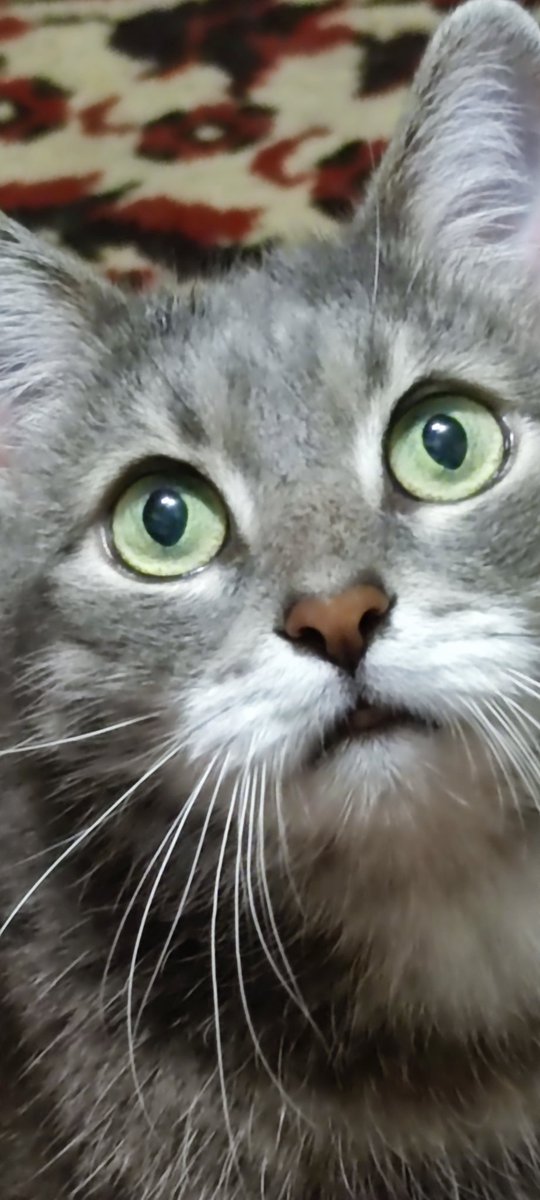 CapSkinRocket's tweet image. I want...
What?
I want !!!