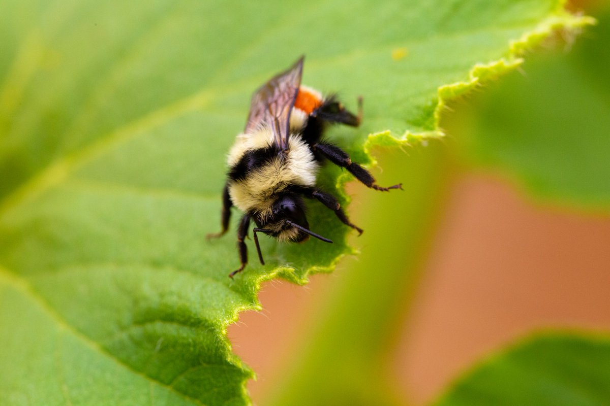 Lynchy_33's tweet photo. Shout out these little dudes for making my garden so great every year!

#photography #pollinators #garden #macrophotography https://t.co/hxX2eEpsgw