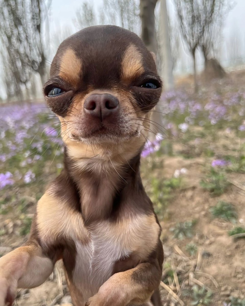 dog_rates's tweet image. This pup is very suspicious of you. But also thinks you're pretty cute. 13/10