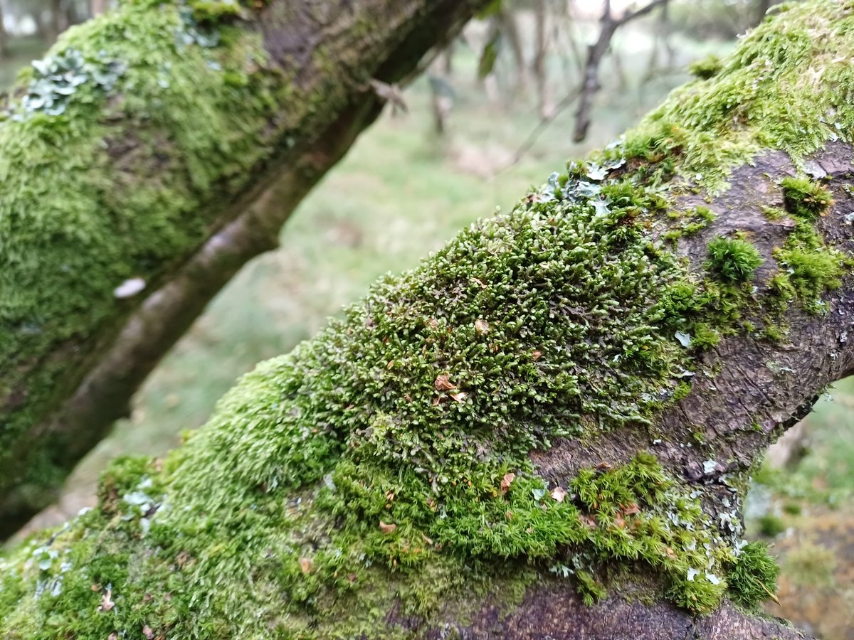 Very happy to have just found the oceanic liverwort Frullania teneriffae on a Grey Willow in woodland in West Lothian, Scotland. My fourth finding of this strongly western species in W Lothian, well to the east of its main range.