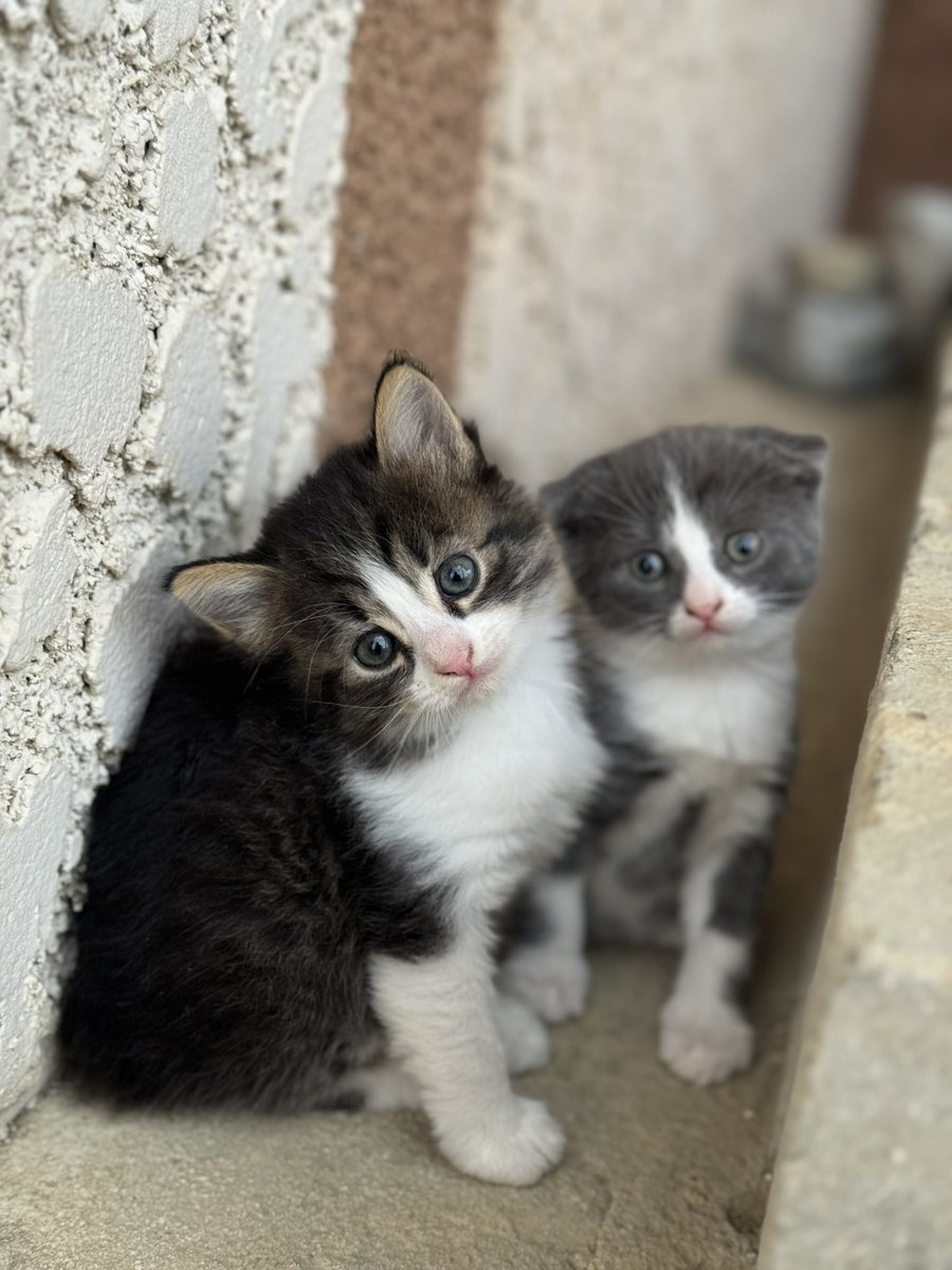 Natanelaaa's tweet image. Візьміть кота