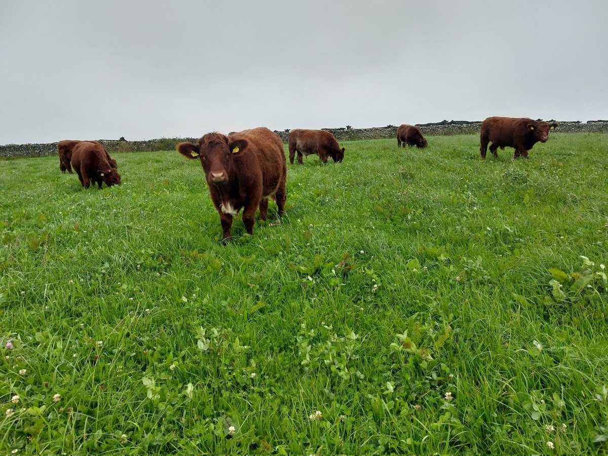 Fresh paddock this evening for finishing steers.  Rocket fuel. <a href="/WatsonSeeds/">Watson Seeds</a> Organic Fyvie + Red Clover, Chicory and Plantain.  <a href="/scot_stu/">Stuart Henry</a> <a href="/SoilAssocScot/">Soil Association Scotland</a> <a href="/LuingCattle/">Luing Cattle Society</a> <a href="/NFFNUK/">Nature Friendly Farming Network</a>