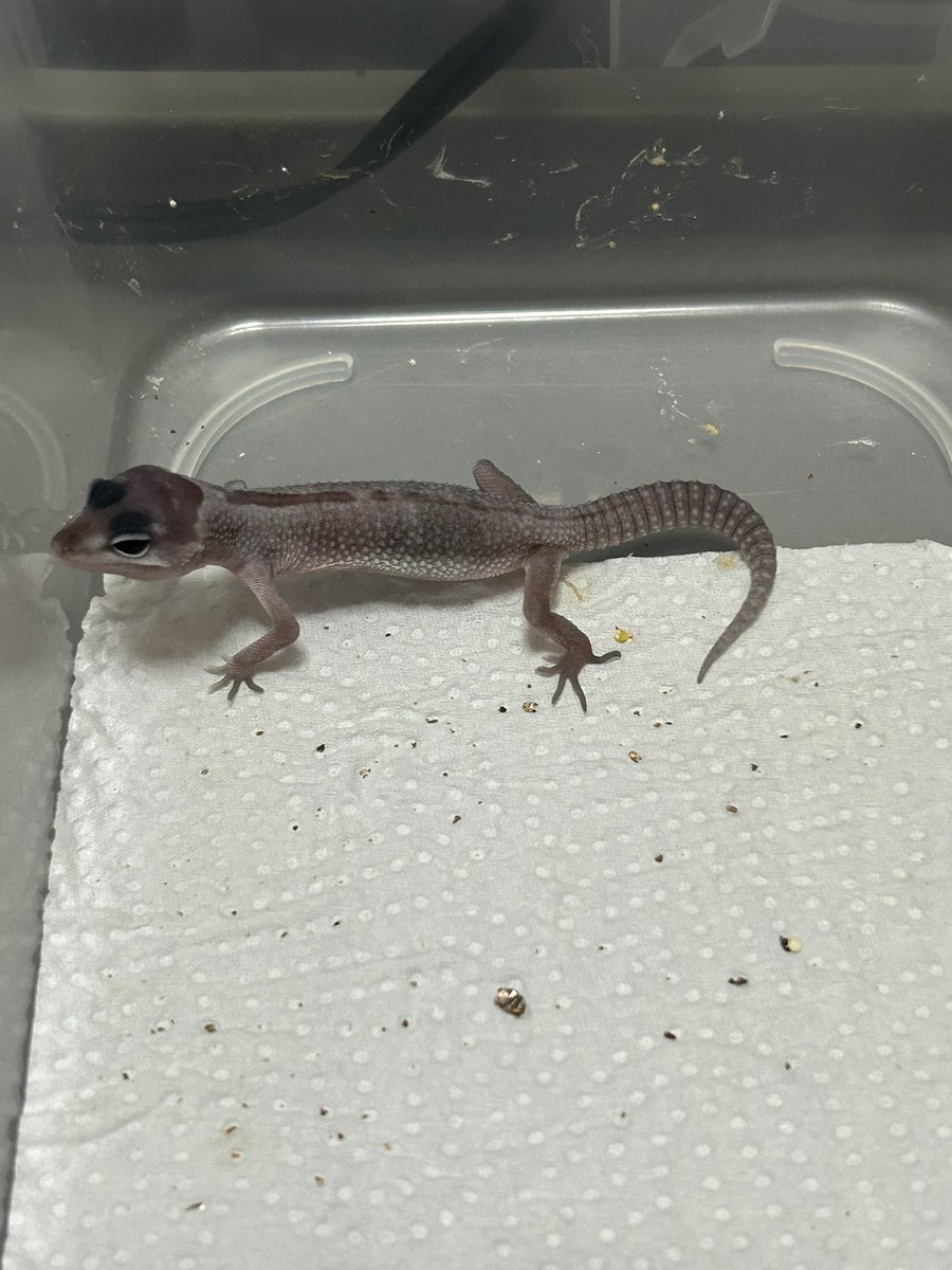 FsGecko's tweet image. 理想のスノーブリザード！

 #爬虫類好きと繋がりたい   #爬虫類 #レオパ  #レオパードゲッコー  #ヒョウモントカゲモドキ  #繁殖 #長崎