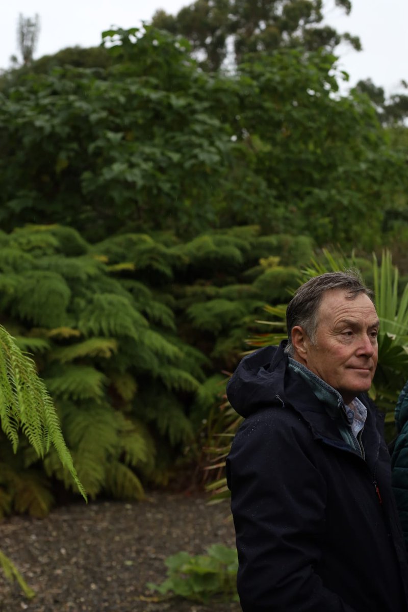RHS Tender Ornamental Plant Committee (@tender_plant) on Twitter photo A couple of shots from our recent #TOPC study trip to #Scotland and the magical botanical #gardens at <a href="/LoganBotanicGdn/">Logan Botanic Garden</a> including some of the best #Schefflera macrophylla i've ever seen in the UK - photos courtesy of TOPC member Alice Bailey A couple of shots from our recent #TOPC study trip to #Scotland and the magical botanical #gardens at <a href="/LoganBotanicGdn/">Logan Botanic Garden</a> including some of the best #Schefflera macrophylla i've ever seen in the UK - photos courtesy of TOPC member Alice Bailey