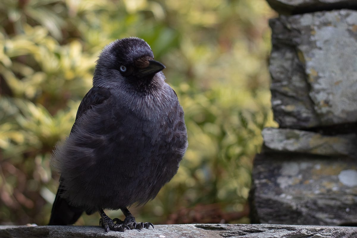 Image Segmentation With K-Means Clustering dlvr.it/TCsmbG via <a href="/TDataScience/">Towards Data Science</a>