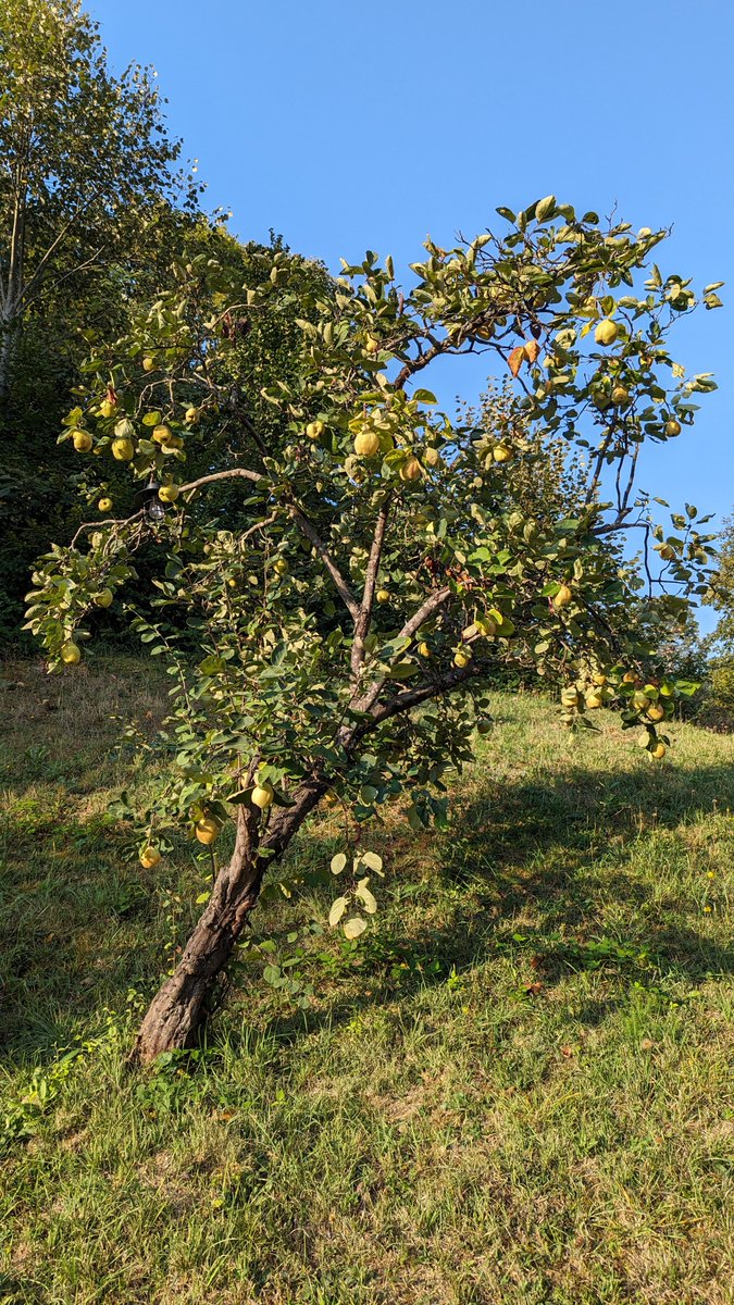 MurDzhi2 tweet media