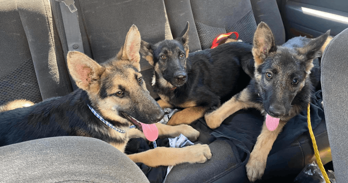 Three German Shepherd Puppies Rescued From California Dumpster dlvr.it/TCsnjF