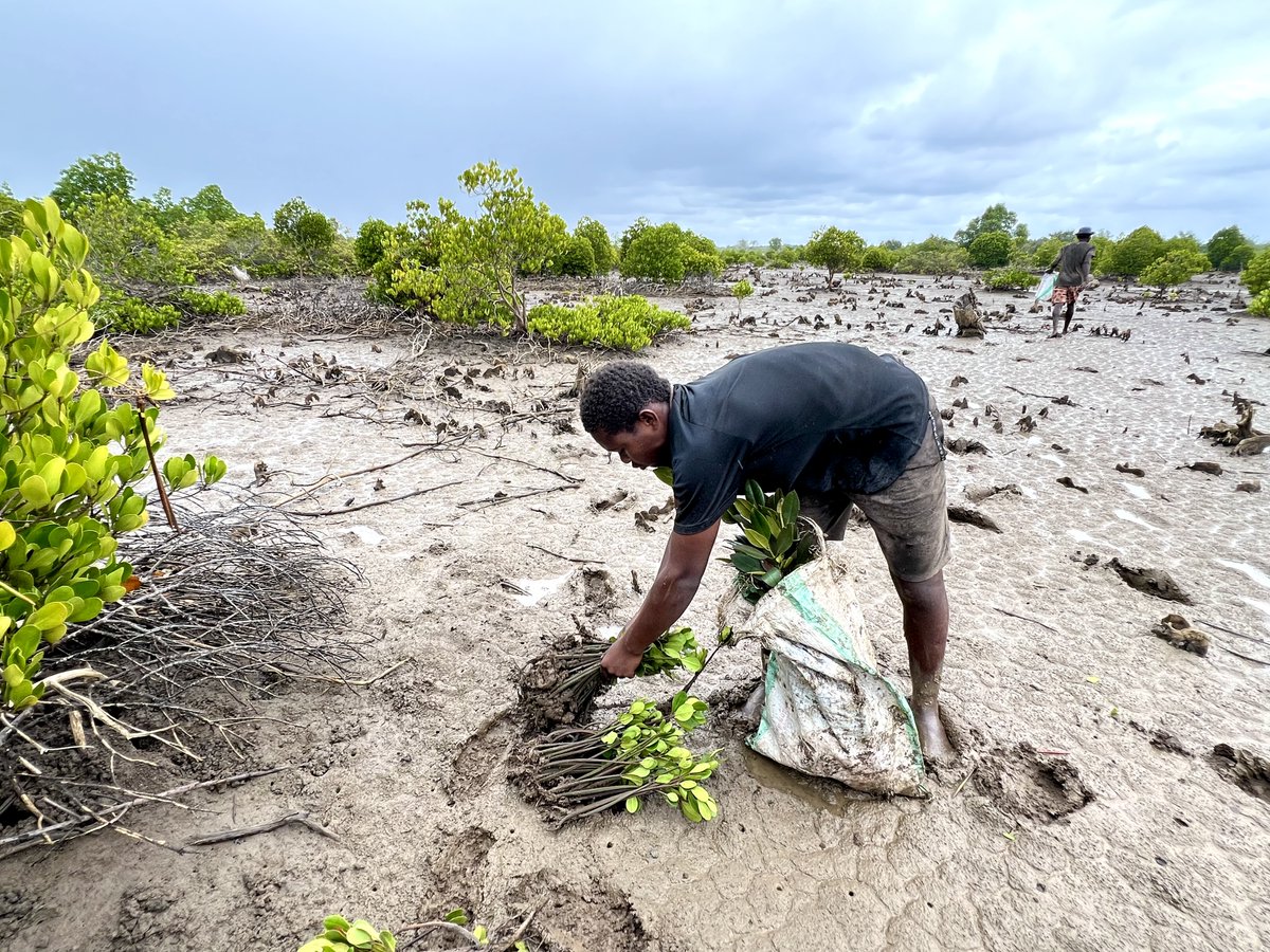 Elgidius Ichumbaki, Ph.D. tweet media