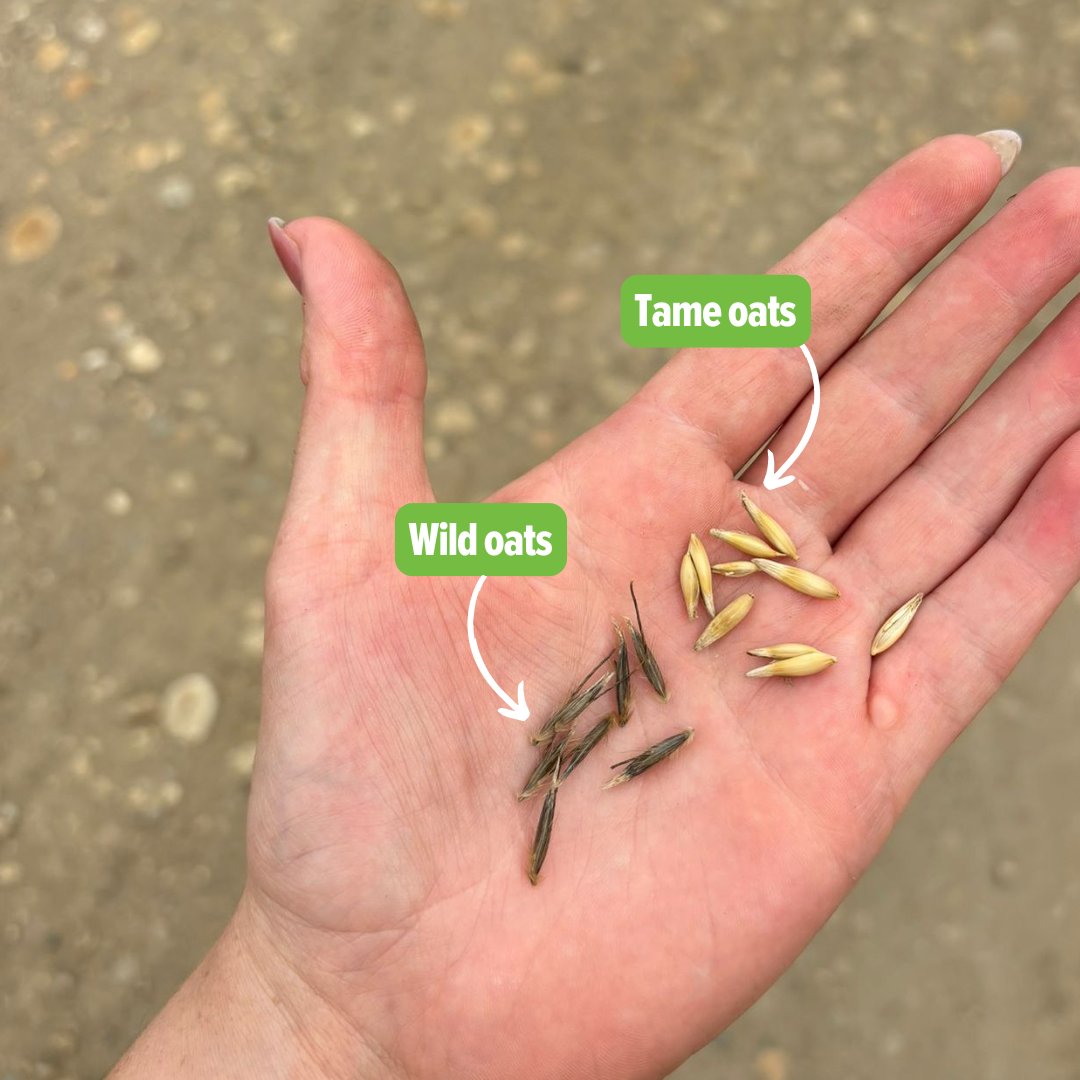 Cropmgmtnetwork's tweet image. Account Manager, Tateum, provided this great photo to give a side-by-side view of the difference between wild and tame oats while she was out crop scouting.  If you applied an in-crop herbicide for wild oats and you have some escapes showing up in your crop, it’s important to…