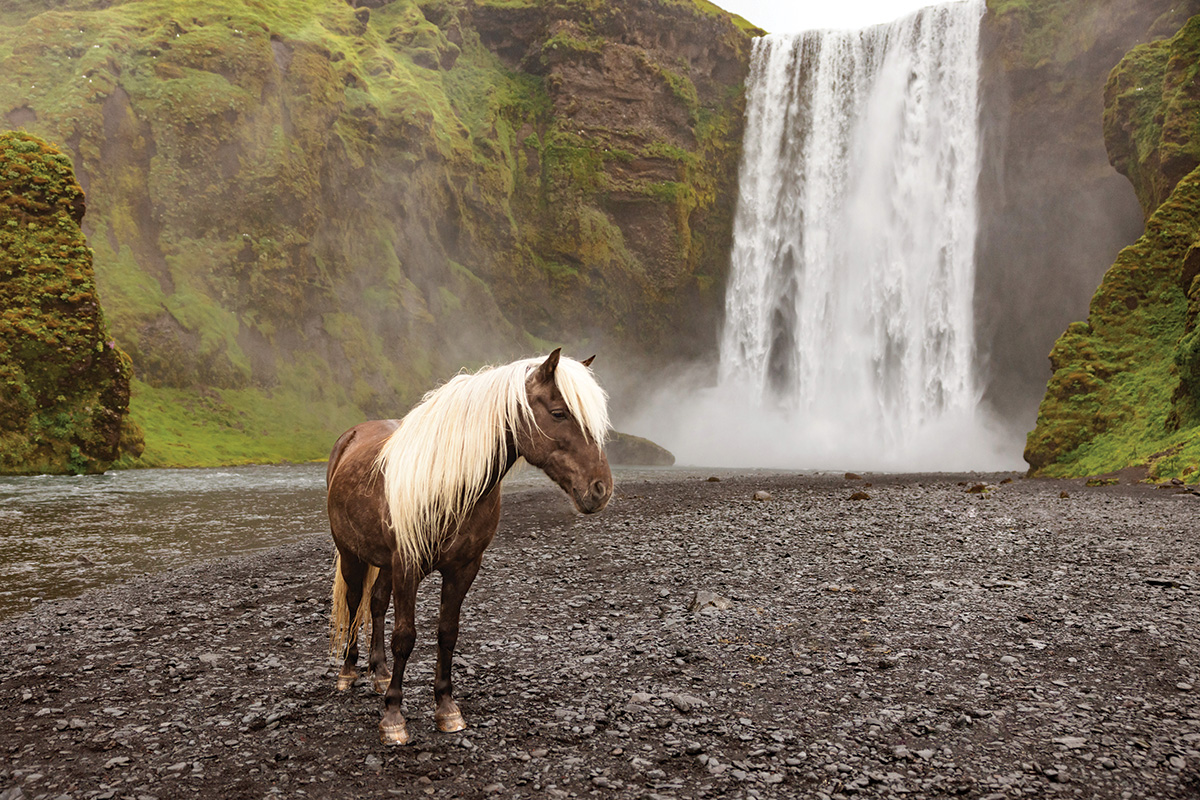 Horse Illustrated tweet media