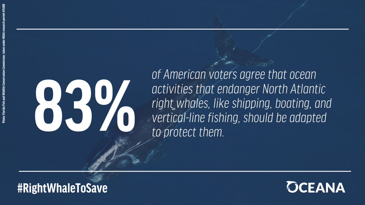 It’s clear: we need to be doing more to protect the #RightWhaleToSave! Right now, <a href="/POTUS/">President Donald J. Trump</a> has the chance to publish an updated vessel speed rule that would save North Atlantic right whales from deadly ship strikes. Tell him to do it today! oceana.ly/3y9q461