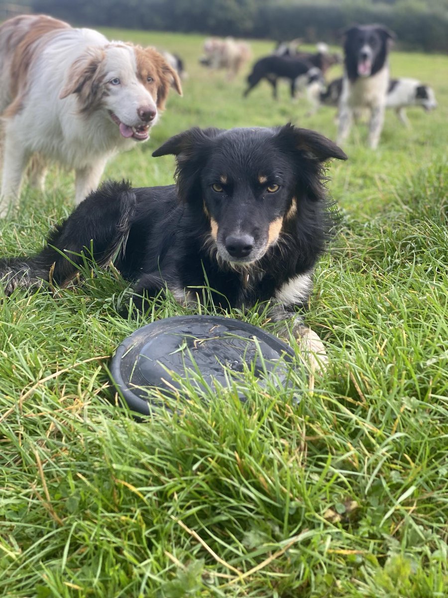 RALPH 🧡🤍 asked ASTRID 🖤🤎 if he could play with the frisbee...... needless to say from her expression she wasn't impressed 🤣🤣