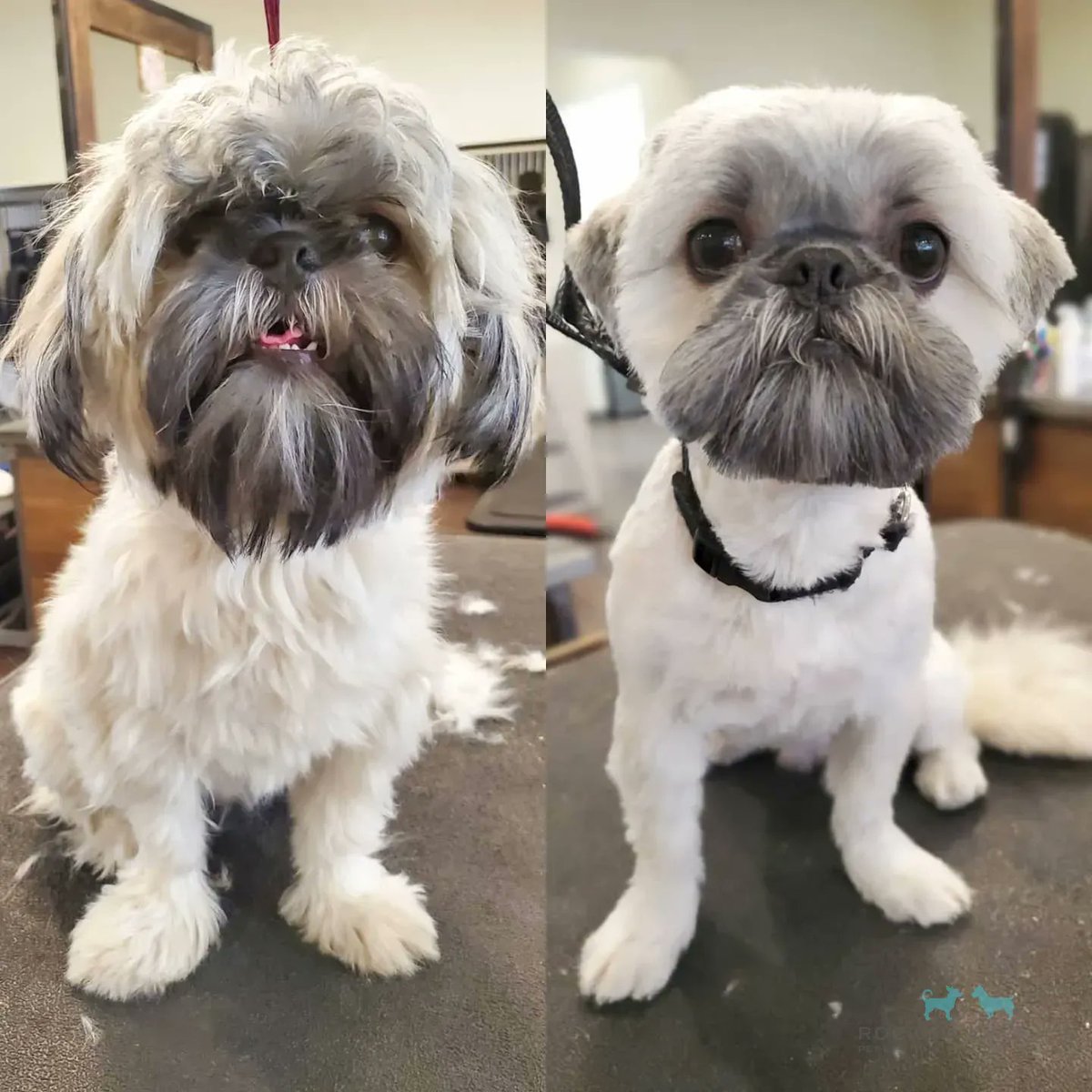 Rocky & Maggie's tweet media