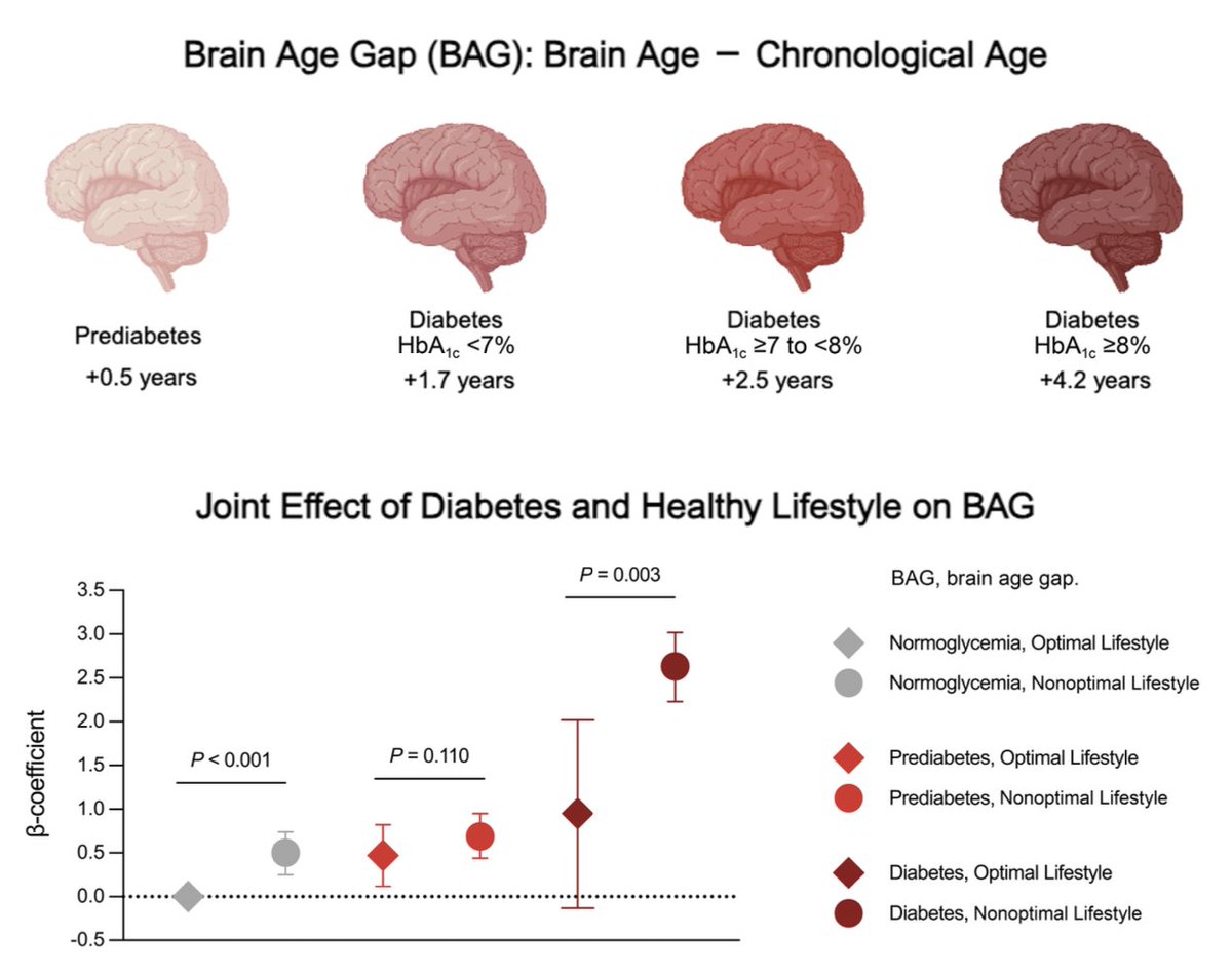 EncinitasKick's tweet image. The relationship between diabetes, pre-diabetes, and brain aging dlvr.it/TCtML6