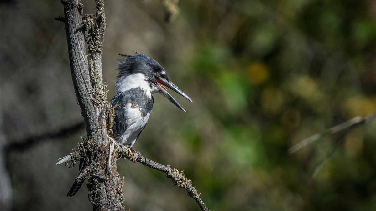 Norm Lee tweet media