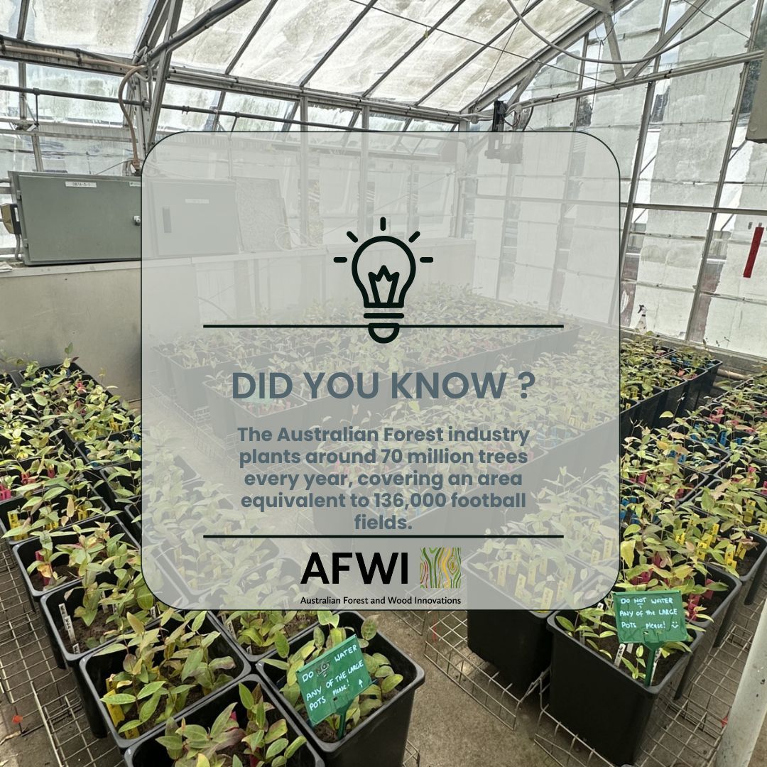 _AFWI's tweet image. Australia’s plantation forest industry harvests just three trees out of 100 each year on average, then plants approximately 70 million trees each year to replace them. 🌱  

This ensures the industry remains sustainable and our environment is preserved for future generations.