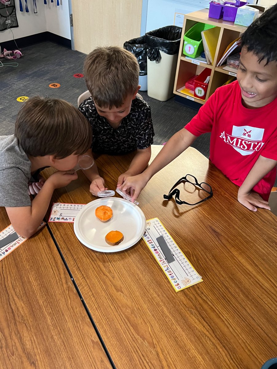 One Potato, Two Potato! We investigated the differences between a cooked and uncooked sweet potato using our 5 senses #bengalpride