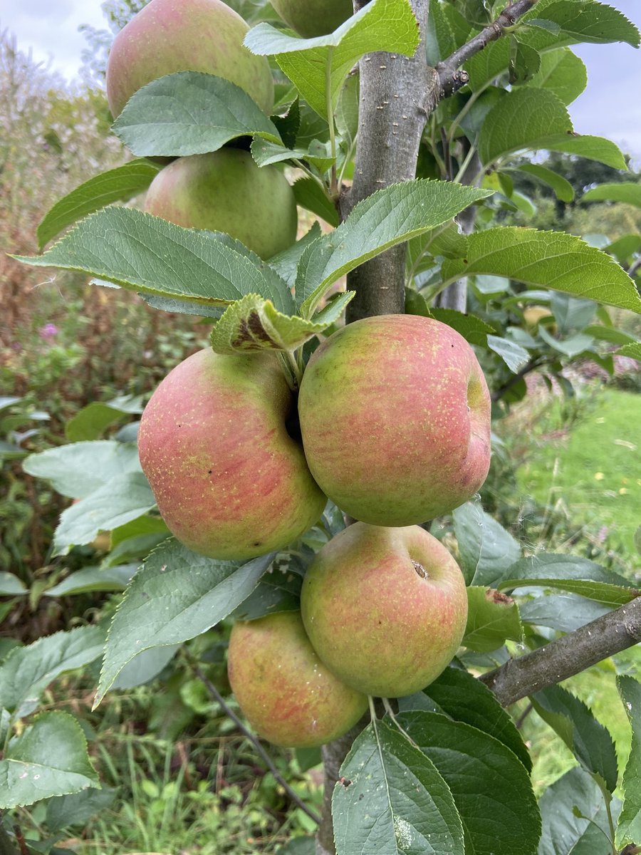 PJtaste's tweet photo. @LouisaHWalker Well done for your perseverance.  I was beaten by slugs for most of the annual veg and have fallen back on perennial crops (fruit trees, herbs, rhubarb, soft fruit, nut trees) and foraging. Some of the apples not looking bad! https://t.co/vgFBWO5UrT