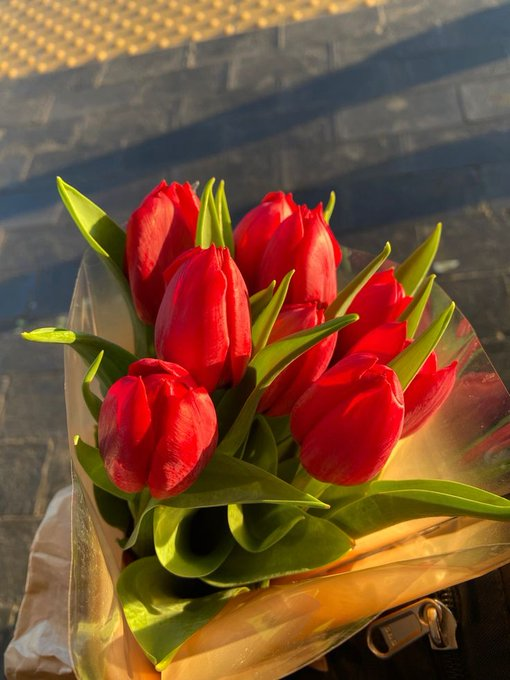 Exulansista's tweet photo. red tulips https://t.co/1ir14si7Om