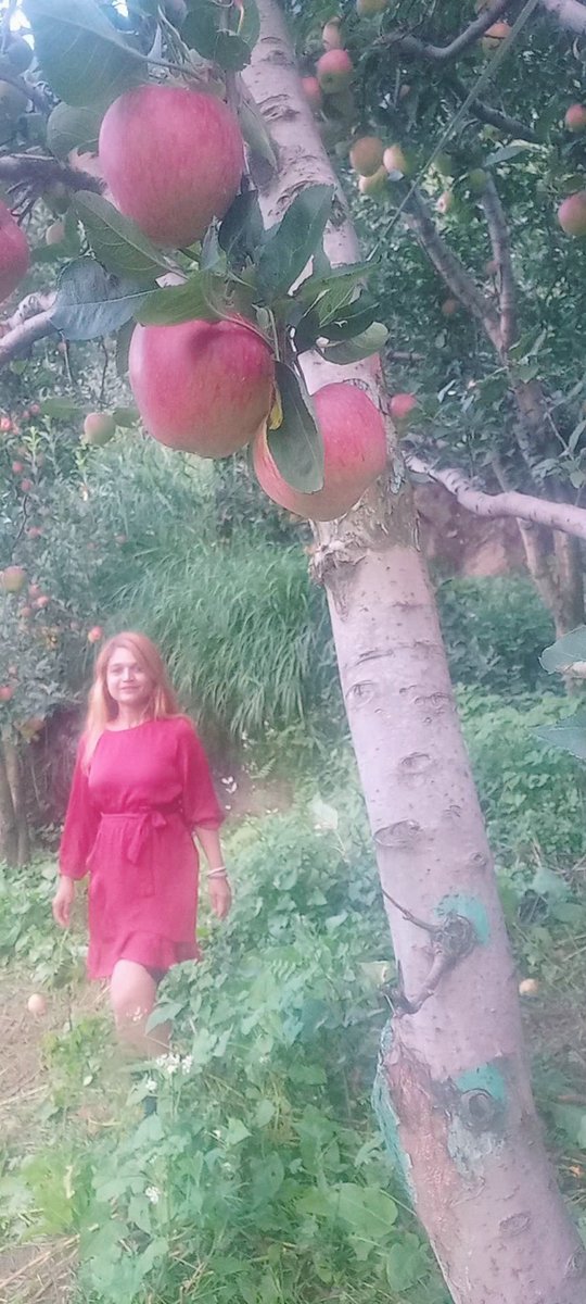 ash4intelways's tweet photo. #Nothing...as #red as #himachal #apples  lushgreen #appleorchards amidst #pinewood #river  #waterfalls #ethereal #heaven on #earth #sunshine #goldenhour #rains #clouds #dewfresh #forestnymph #fairytale abode  #eternal #bliss #akhandanand  #devbhoomi  #HimachalPradesh #manali https://t.co/3ylLDpLPCX