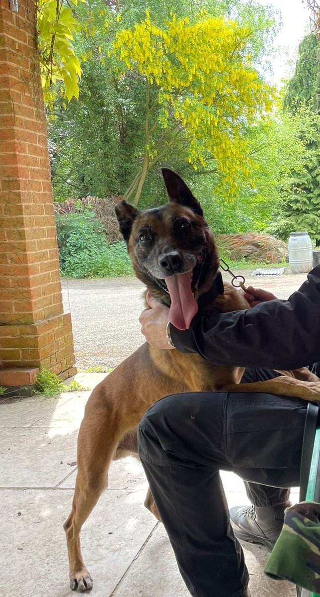 PD Shadow and handler responded to a serious domestic violence incident in Bromsgrove to search for the suspect. He quickly located the person hiding under the cover of darkness in a cemetery. Suspect arrested.