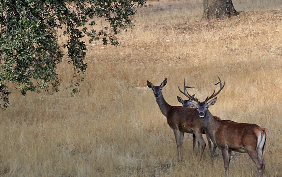 Comienza la berrea del ciervo en el parque nacional de Monfragüe y unos viajeros de Wildlife Spain, nos envían un corto de video espectacular. Hospederías de Extremadura comienza una buena temporada de Otoño.
youtube.com/watch?v=TVFcuj…
