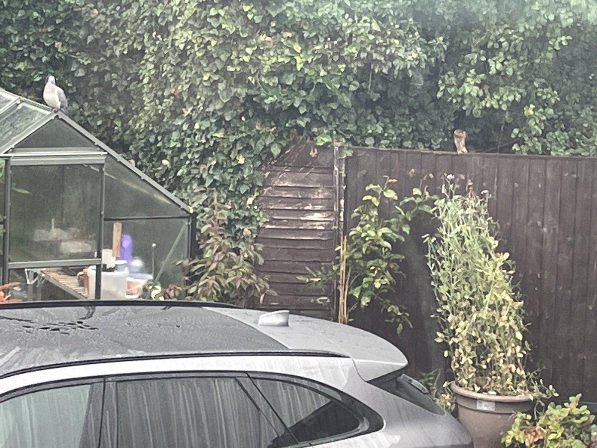 Dr Lynn Senior (@dr_senior1) on Twitter photo <a href="/CarlBovisNature/">Carl Bovis</a> This is my mojo! 🤣🤣sparrow hawk on fence ( brown blob) wood pigeon on green house ! You should be relived I didn’t get the sea eagle! Ps love your photos <a href="/CarlBovisNature/">Carl Bovis</a> This is my mojo! 🤣🤣sparrow hawk on fence ( brown blob) wood pigeon on green house ! You should be relived I didn’t get the sea eagle! Ps love your photos