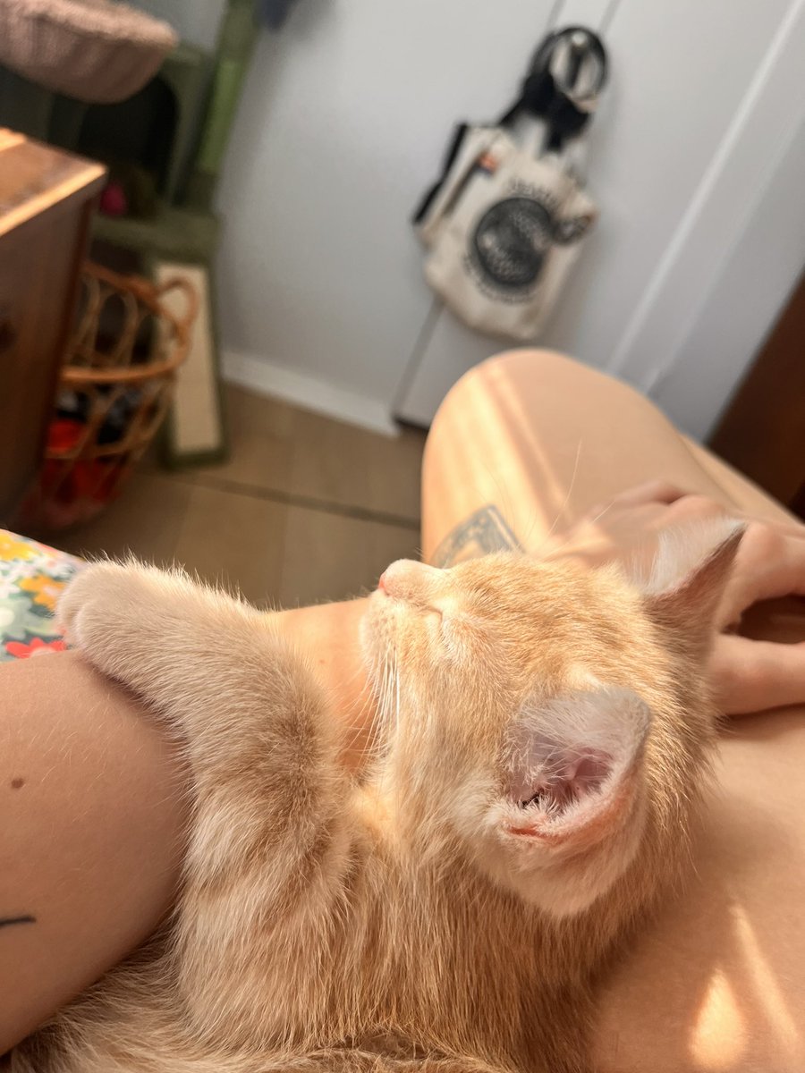 ihatewest's tweet photo. Kitten! His name is Breakfast! https://t.co/bmWyh6ctKZ