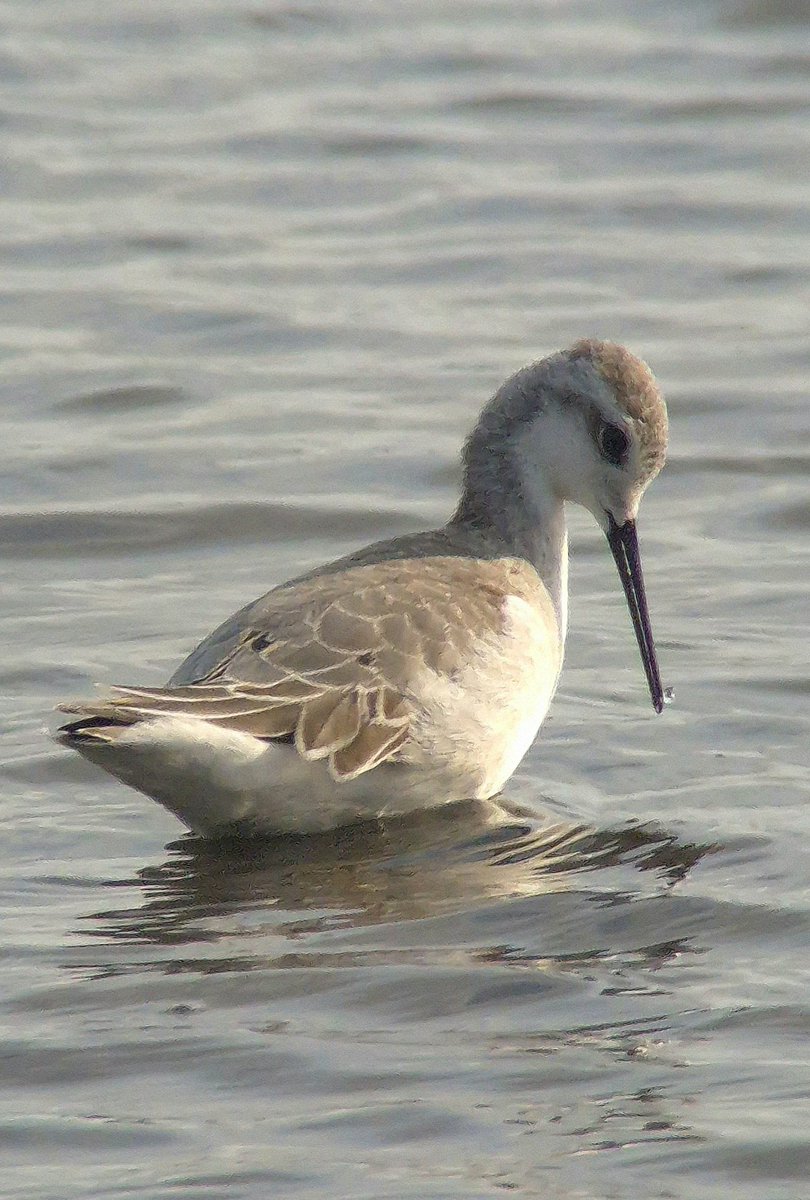 Evening well spent at Marshside watching the Wilson's Phalarope