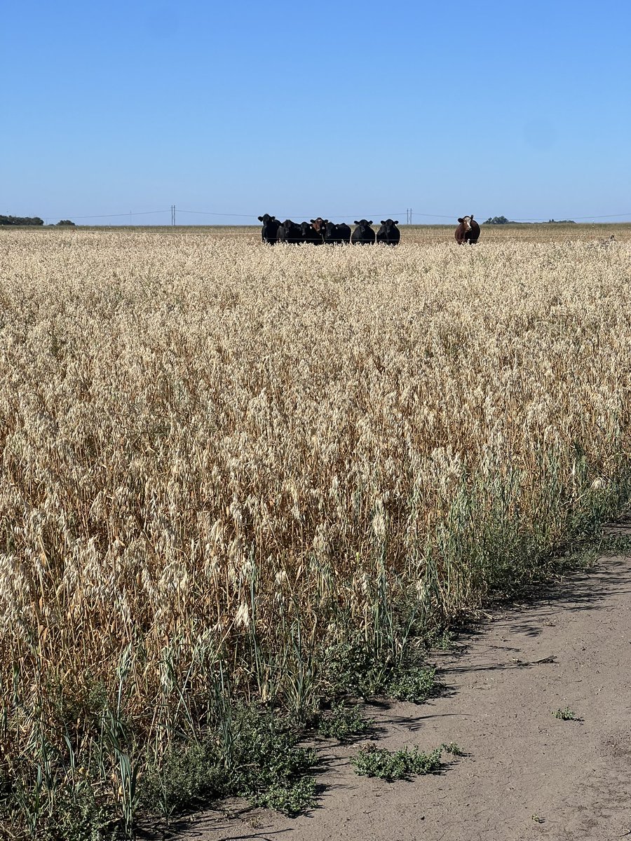 kari dunfield (@karidunfield) on Twitter photo Fantastic first half of the Create field trip in Saskatoon, learning about Climate Smart Agriculture on the prairies with <a href="/UoGAgMet/">Wagner-Riddle Lab</a> Thanks to <a href="/agbiousask/">USask AgBio</a> faculty students and staff for telling us about your research. Fantastic first half of the Create field trip in Saskatoon, learning about Climate Smart Agriculture on the prairies with <a href="/UoGAgMet/">Wagner-Riddle Lab</a> Thanks to <a href="/agbiousask/">USask AgBio</a> faculty students and staff for telling us about your research.