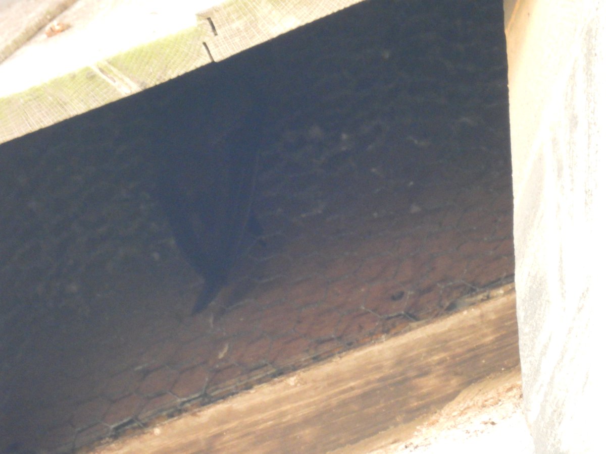 SimonBradfield's tweet photo. @JoeSargent92 The two at Teignmouth last year roosted on the church tower so I guess this must be their preferred sleeping style...this is a roosting Alpine honest! https://t.co/sTYyothMxs