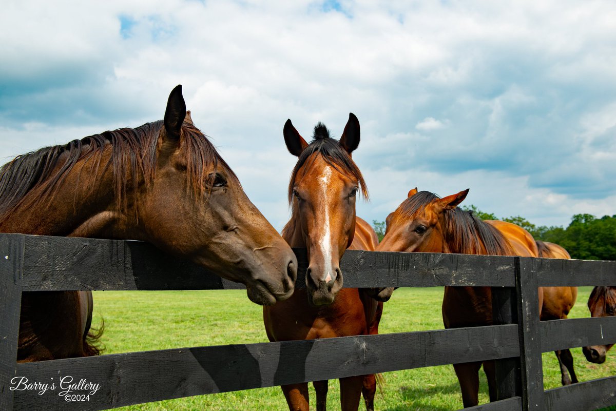 Kentucky's finest, by <a href="/barrysgallery/">Barry Fowler 📷</a>