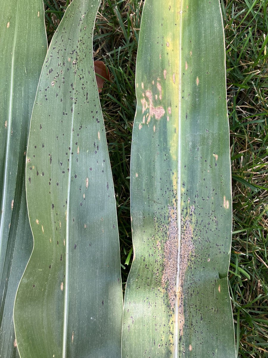 Ryan Miller tweet media