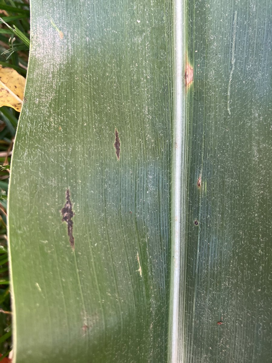 Ryan Miller tweet media