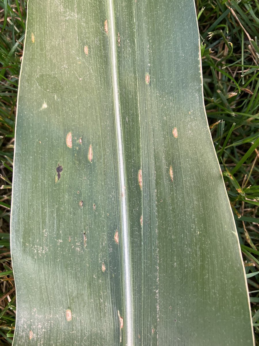 Ryan Miller tweet media