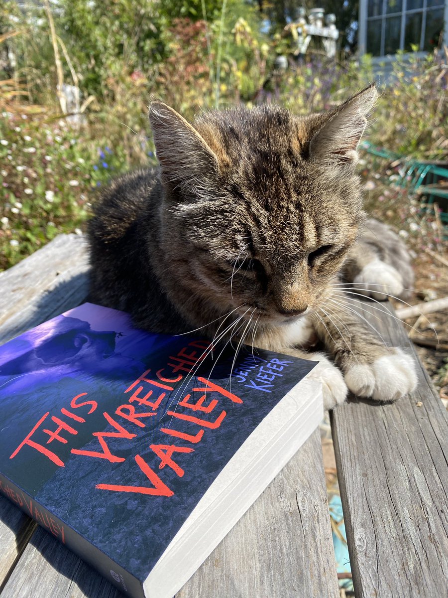 🌻🌾The waning days of summer - the perfect time for some WEIRD WILDERNESS HORROR 💀🧗‍♀️ by <a href="/_jennykiefer/">Jenny Kiefer | THIS WRETCHED VALLEY</a> ❗️I’ve been really looking forward to this one, and now I don’t want to put it down, yard work be damned 😩 

#amreading #summerreads  #amreadinghorror #bookmail #horror