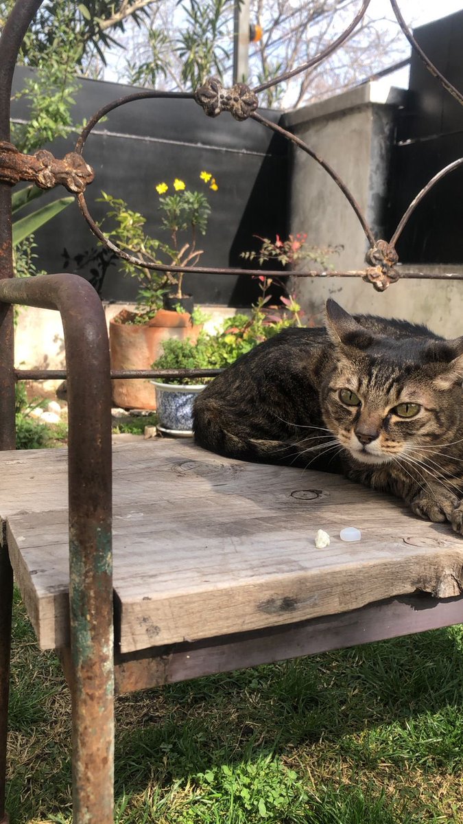 juanitavial's tweet photo. Esta gata de alrededor de 8 años, esterilizada, sin chip, está en la Plaza Las Lilas. Providencia.
Se busca a sus dueños. Llora mucho😔 https://t.co/aFvqIlTFSW