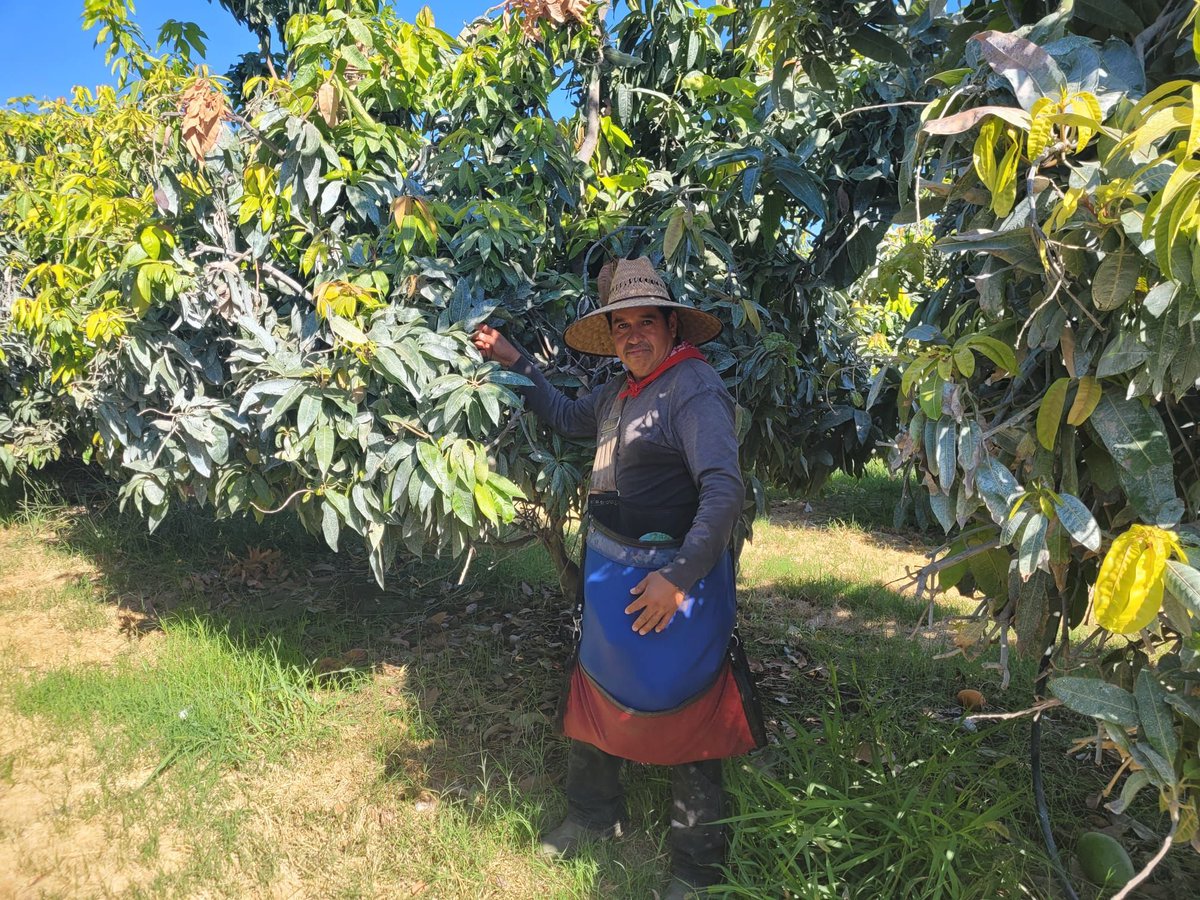 UFWupdates's tweet image. Ramiro was picking mangoes in  Coachella CA last week. The temperature was 85° at 10am when this was taken and by the afternoon it was 112°. Today temps will reach 118°. #WeFeedYou #HeatJustice