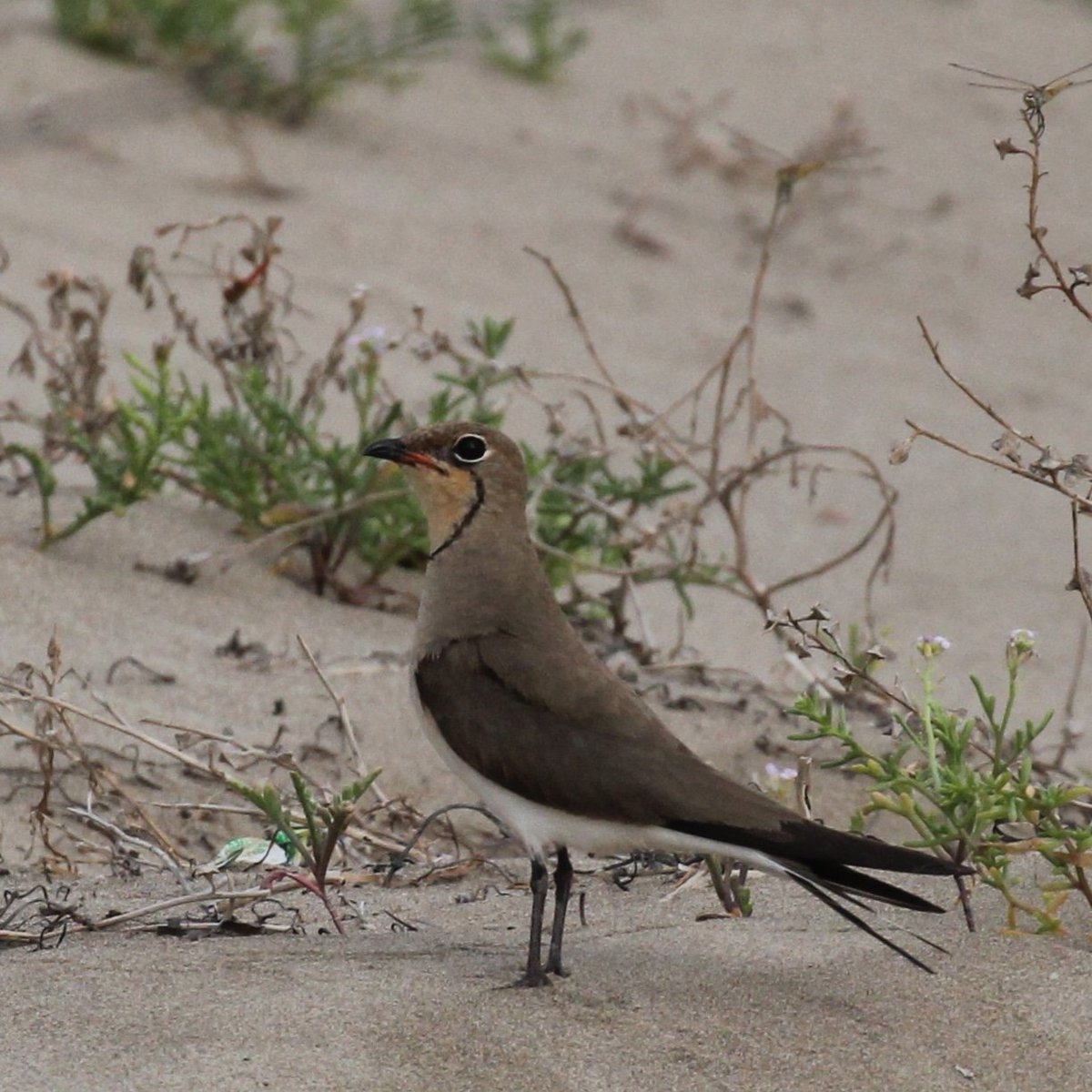 Perdiu de mar - Castanera - Glareola pratincola
#birdwatching #NaturePhotography #wildlifephotography #fotografia