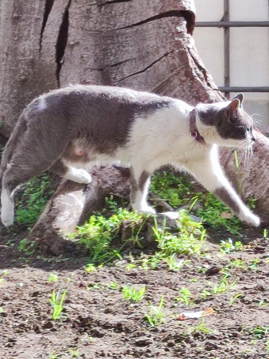 Alguien reconoce a esta gatita o gatito. Llegó a la colonia de Enel entre Marcoleta y Alonso Ovalle, metro Santa Lucia. Tiene collar. Se mantiene ahí porque hay una colonia de gatitos y dan comida y agua. Pueden hacer Rt  por favor #mascota #mascotaperdida #gatos