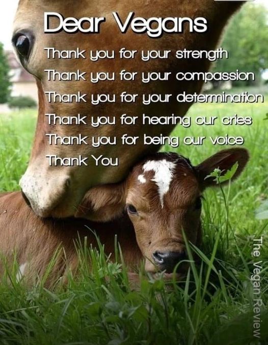 The animals are grateful for every single one you save with your activism, by not eating them, using and abusing. So am I, grateful for you all, my friends. Each one of us can do something but together we can move mountains.