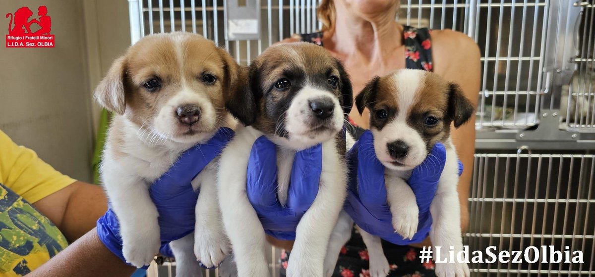 LidaSezOlbia's tweet image. Olbia, 05.09.2024
I piccoli di Evita in tutta la loro bellezza. 
Non hanno ancora un mese, sono un piccolo miracolo.
Vi chiediamo aiuto per l'acquisto di cibo mini starter della Royal Canin, altamente nutriente e digeribile.
Grazie.

Contatti  3334312878 - lidaolbia@tiscali.it