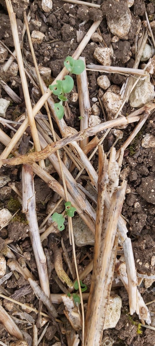 Chris Hewis 🚜🐂🏃🍷💦 tweet media