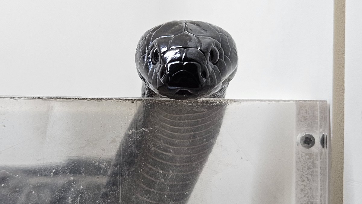 귀여워서 연사갈김