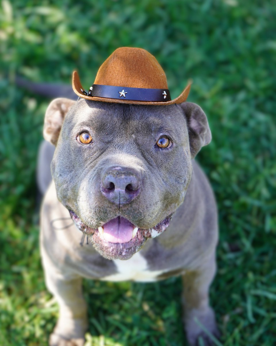 Stanislaus Animal Services Agency tweet media