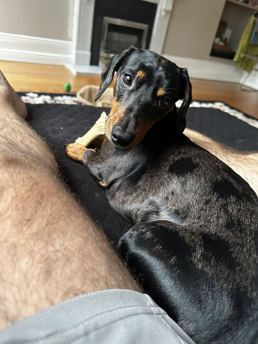 Lately I find myself humming the Sauron theme from  <a href="/TheRingsofPower/">The Lord of the Rings</a> replacing the operatic vocals with my dogs name…shouldn’t work but somehow does. Thanks <a href="/bearmccreary/">Bear McCreary 🐻🎶</a>