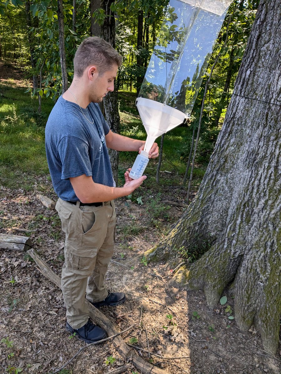 DocTsuga's tweet photo. We're continuing our Arboreal project this semester to explore the biodiversity of tree canopies. Shown here: tree climbing practice and installing flight interception traps. https://t.co/L1u00wt7YE