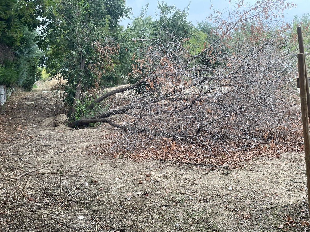valengsgmail's tweet photo. @Lineamadrid la supuesta zona "semiforestal" detrás de la calle Estocolmo en el barrio de Las Rosas se está convirtiendo en un estercolero, lleno de basura, maleza por todos lados, árboles rotos.. sin ningún mantenimiento. Menos de 1 año lleva abierta. https://t.co/JN4de3iRJY